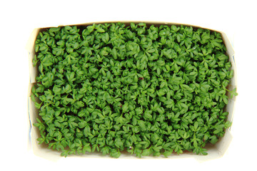 watercreess isolated on the white background