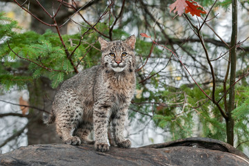 Naklejka na ściany i meble Bobcat Kitten (Lynx rufus) Stares at Viewer from Atop Log