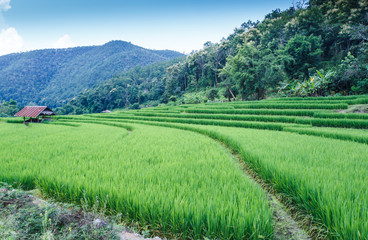 Fototapeta na wymiar Ryż rośnie w dziedzinie