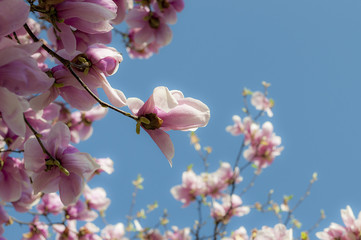 magnolia
