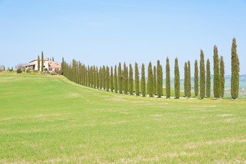 Cipressi- Toscana