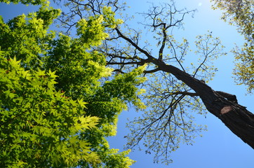 Tree and sky