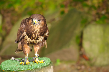 Common Buzzard on a branch in chains