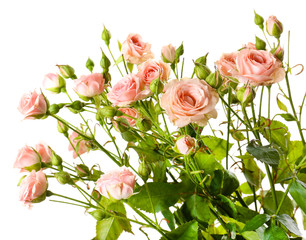 Beautiful roses isolated on white