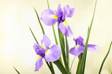 Belle fleur d& 39 iris sur fond clair