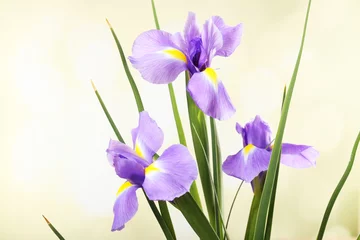 Crédence de cuisine en verre imprimé Iris Belle fleur d& 39 iris sur fond clair