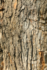 Bark close-up