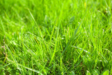 Beautiful spring grass outdoors