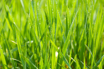 Fototapeta na wymiar Beautiful spring grass outdoors