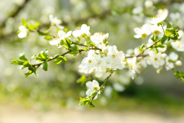 Beautiful fruit blossom outdoors