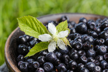 Wooden bowl of fresh blueberries. Selective focus