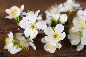 Blooming tree branch with white flowers on wooden background