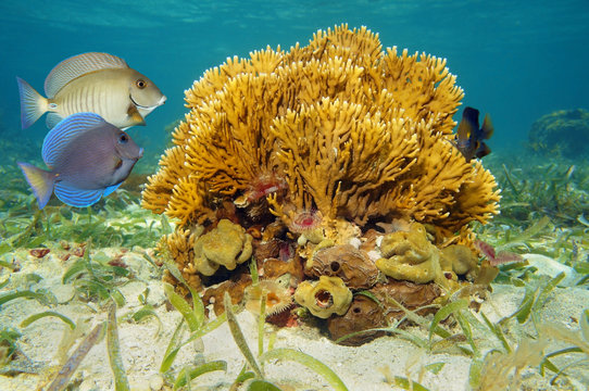 Branching fire coral and tropical fish