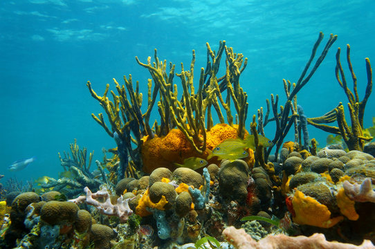 Fototapeta Underwater scenery colorful marine life coral reef