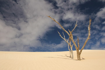 A desert far away