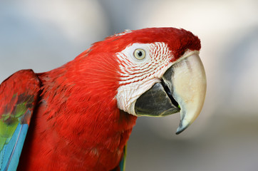 scarlet macaw