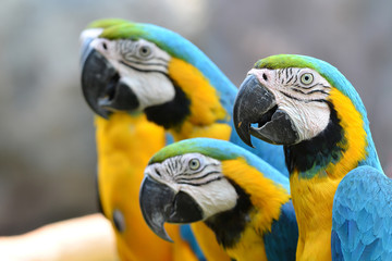 blue and yellow macaw