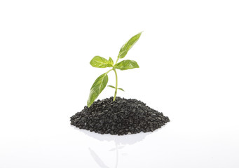 small growing plant, dirt, on white background