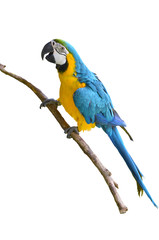 Obraz premium blue and yellow macaw