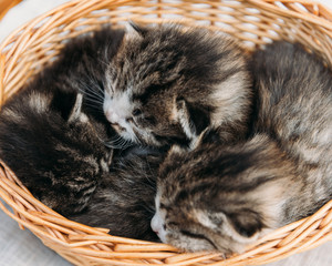 Fototapeta na wymiar Three fluffy kitten in a basket