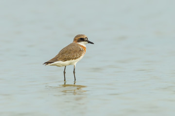 Lesser Sand Plover (Charadrius mongolus) in nature of Thailand