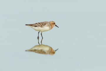 Broad-billed Sandpiper(Limicola falcinellus) in mating feather