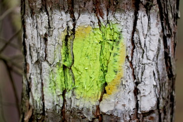 Marquage à la peinture sur tronc d'arbre