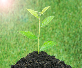 Young small new life green plant