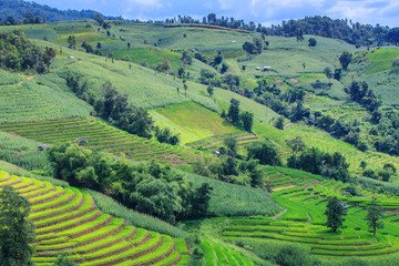 Fototapeta na wymiar Krajobraz Zielonej szeregowy ryżu i kukurydzy dziedzinie wyłożonej