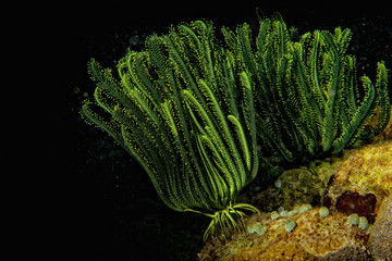 crinoid underwater while diving