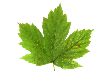 green maple leaf