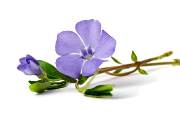 Naklejka premium Beautiful blue periwinkle isolated on white