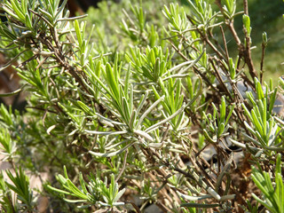 Lavendelpflanze im Frühling