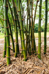 bamboo clump in garden