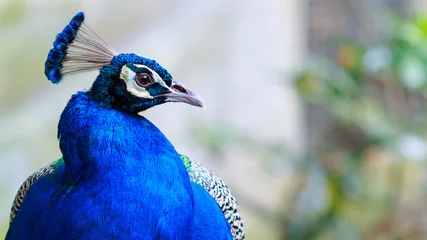 Washable wall murals Peacock peacock