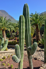 Fototapeta premium Cactus