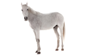 Obraz na płótnie Canvas White horse isolated on white