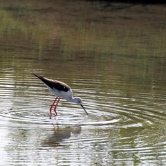 Black-winged stilt bird with long legs walking