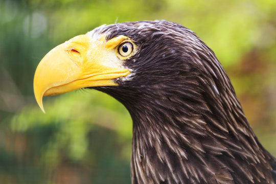 Eagle Detail Photo