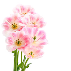 Tulips isolated on white background