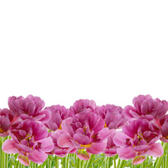 Tulips isolated on white background