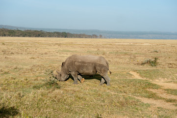 Obraz premium rhino