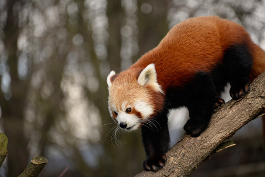 Fototapeta Red panda