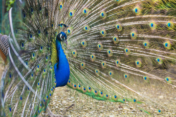 Obraz premium Peacock