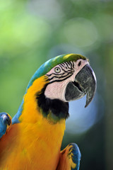 ルリコンゴウインコ