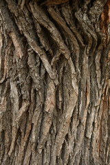 Texture of oak bark