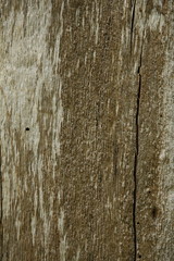 Texture of oak bark