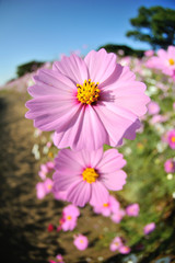 Obraz premium コスモス