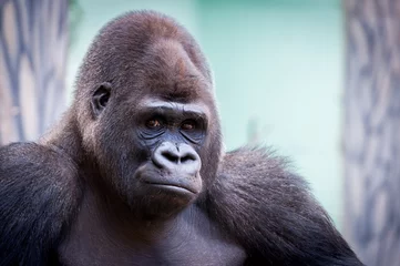 Photo sur Plexiglas Singe Portrait de gorille des plaines