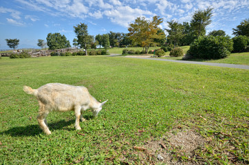 山羊のポートレート